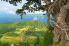 Kamena_Gora_Bor-prepravljen1-1-768x431